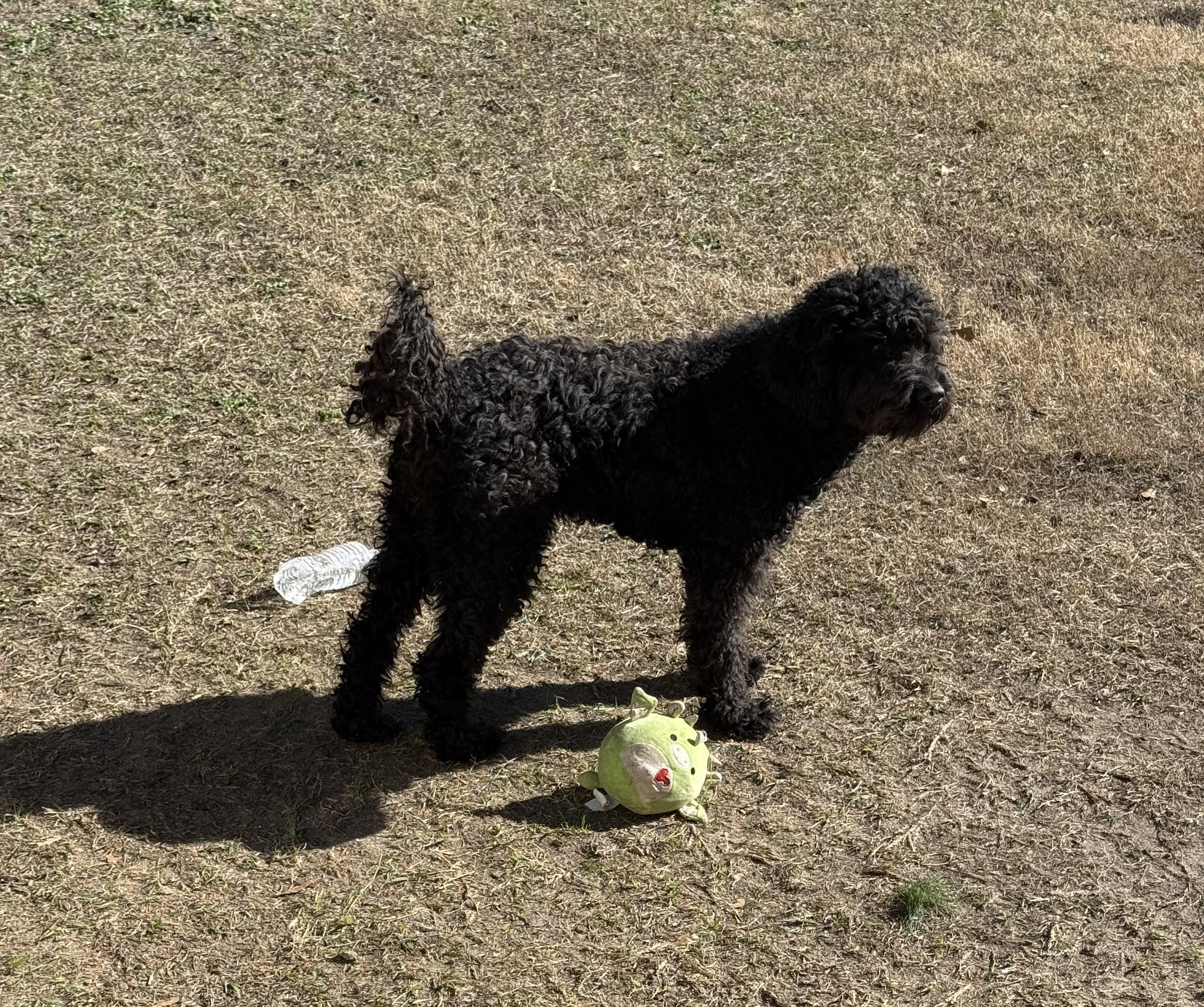 Enlarge Kona, a Adoptable Barbet in North Augusta, SC image 1/1