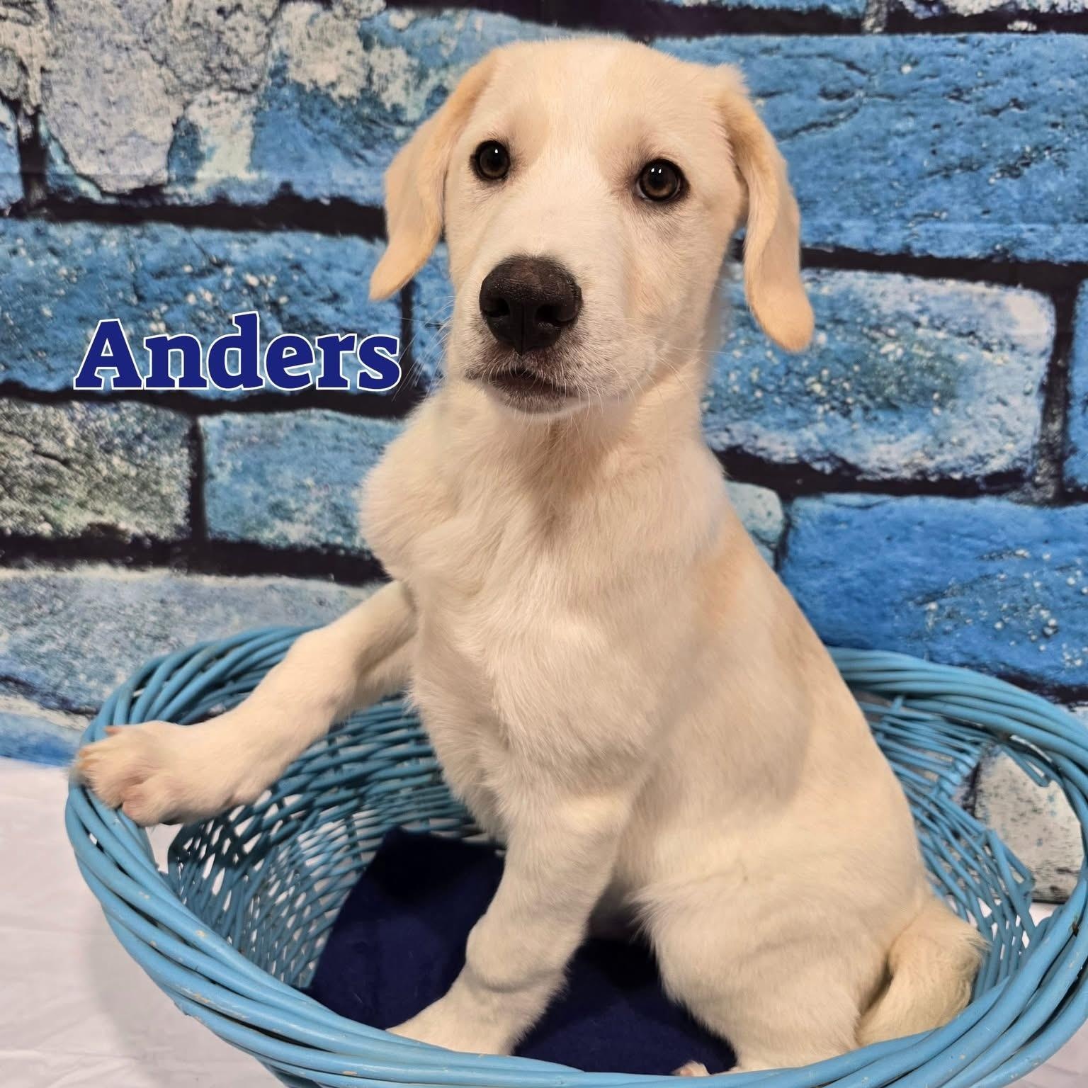 Anders, ADOPTABLE, Puppy Male Great Pyrenees.