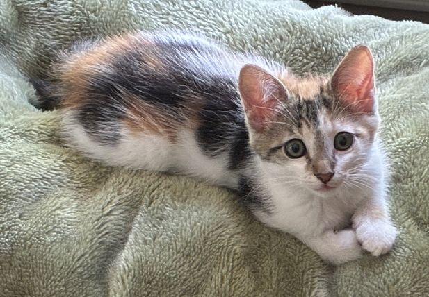 Enlarge Maple, an adopted Domestic Short Hair in Lafayette, LA image 3/6