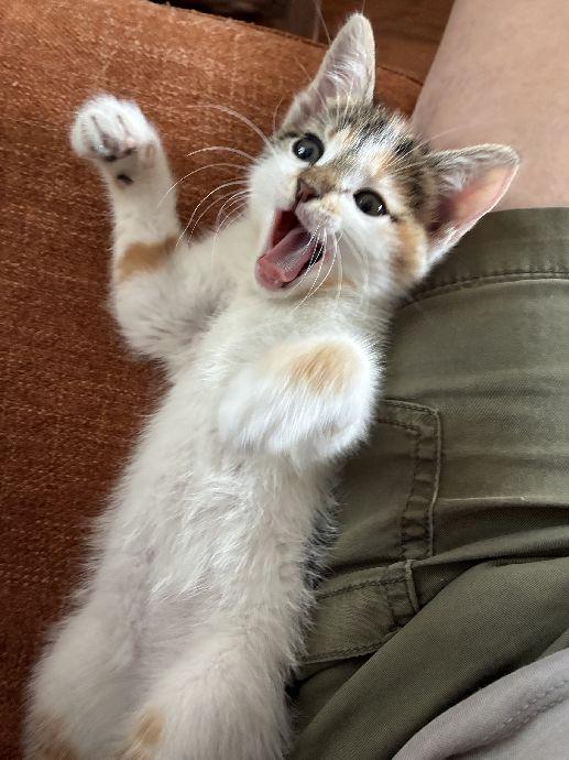 Enlarge Maple, an adopted Domestic Short Hair in Lafayette, LA image 2/6