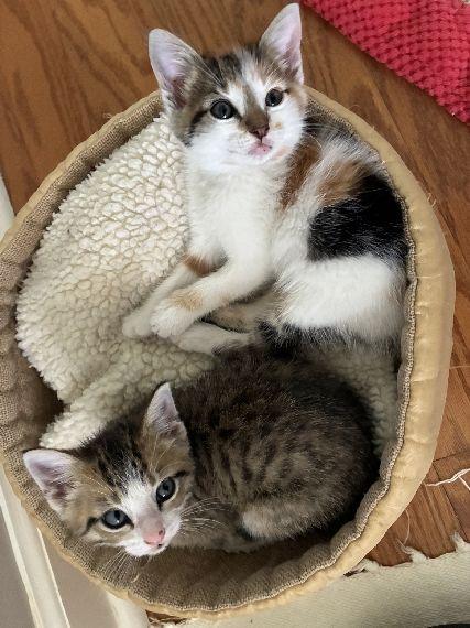 Enlarge Maple, an adopted Domestic Short Hair in Lafayette, LA image 4/6