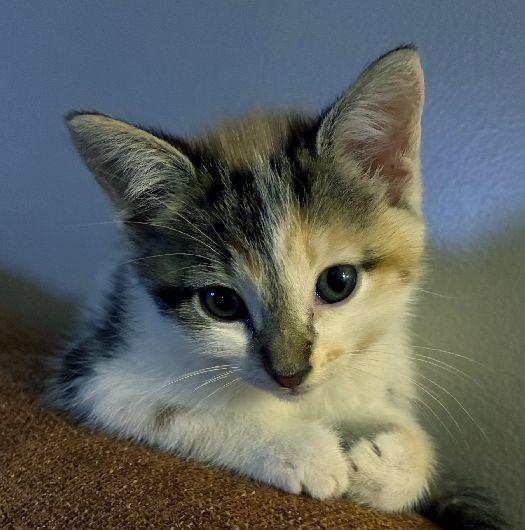Maple, adopted, Kitten Female Domestic Short Hair.