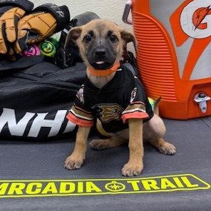River, Adoptable, Puppy Male Chihuahua.
