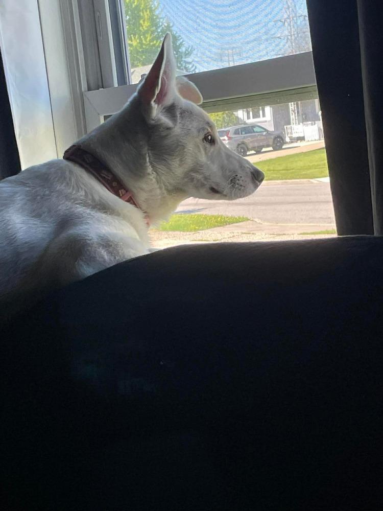 Snowflake, Adoptable, Puppy Female Shepherd & Labrador Retriever.