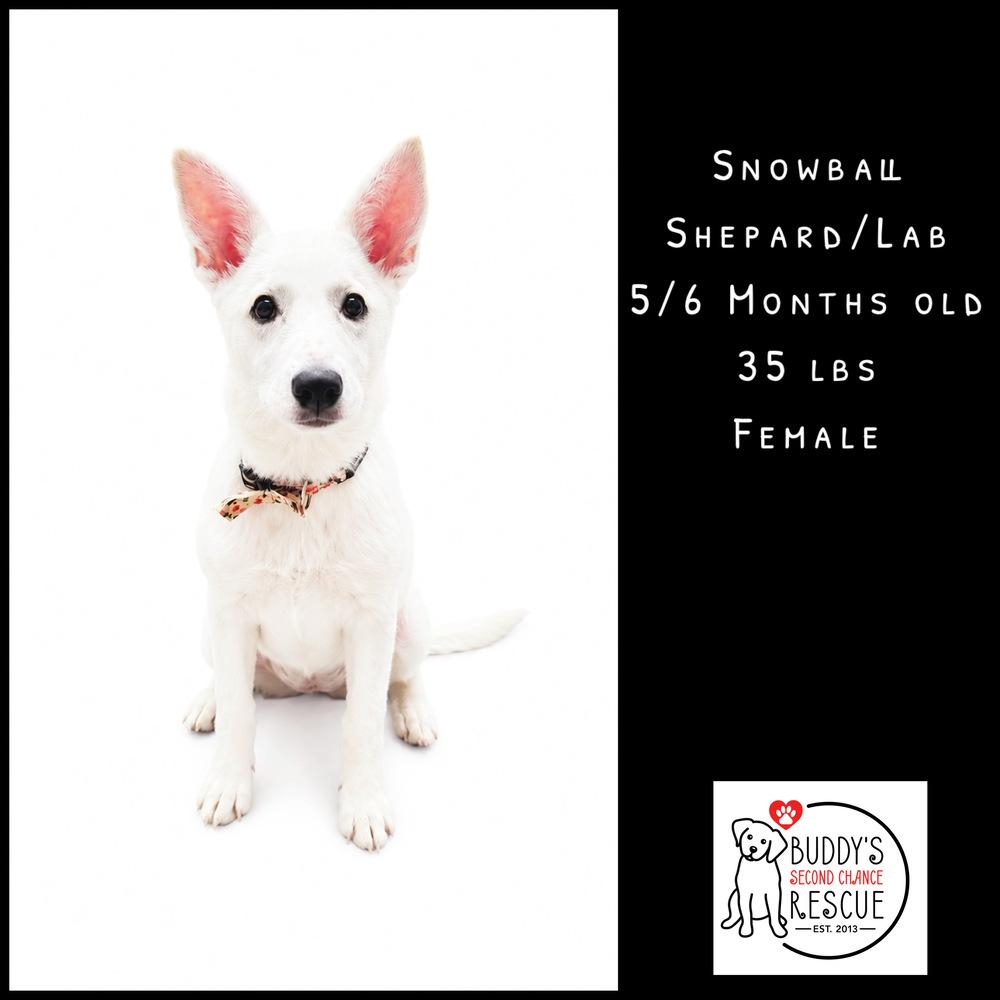 Enlarge Snowflake, a Adoptable mixed breed in Amherst, NY image 2/3