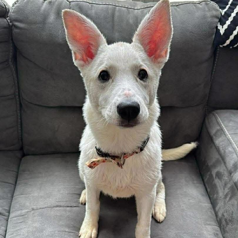 Enlarge Snowflake, a Adoptable mixed breed in Amherst, NY image 3/3