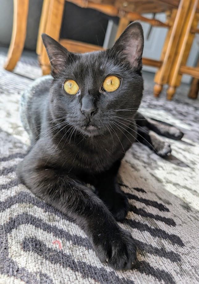 Olive, a Adoptable Domestic Short Hair in Santa Rosa, CA image 2/4