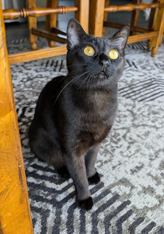 Olive, a Adoptable Domestic Short Hair in Santa Rosa, CA image 4/4