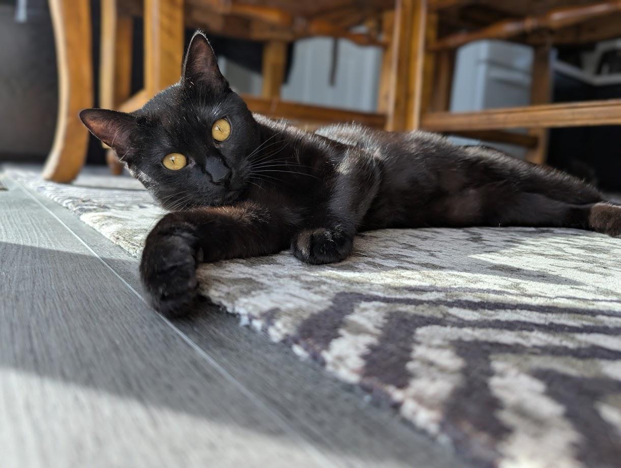 Olive, a Adoptable Domestic Short Hair in Santa Rosa, CA image 3/4