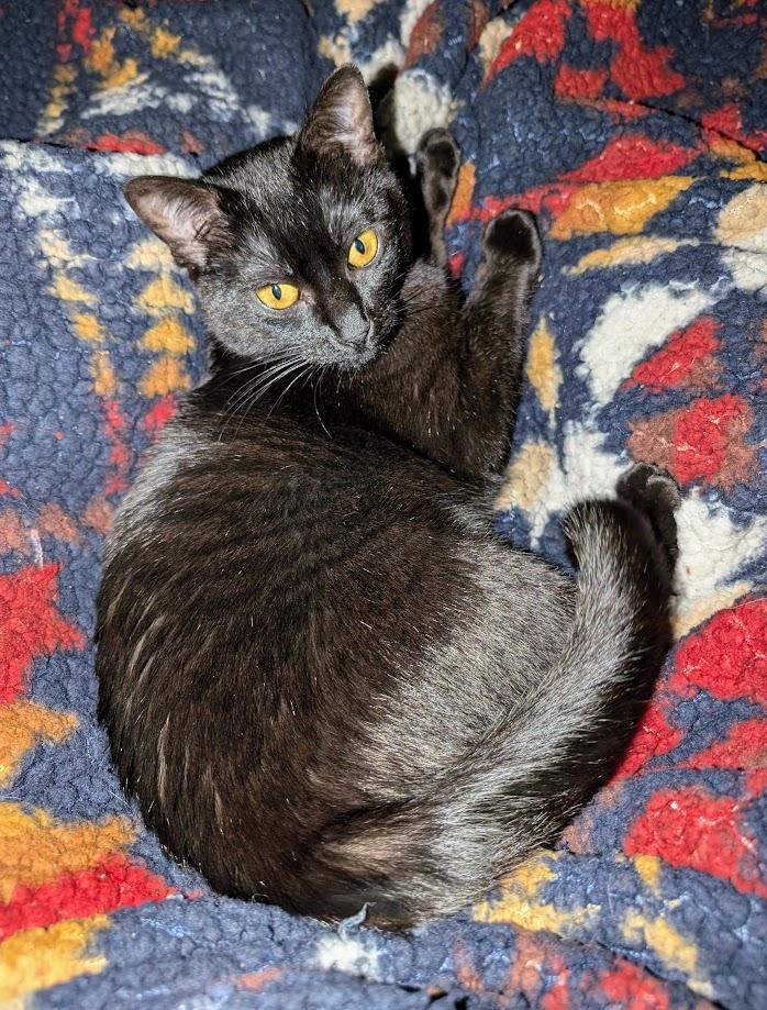 Olive, Adoptable, Adult Female Domestic Short Hair.