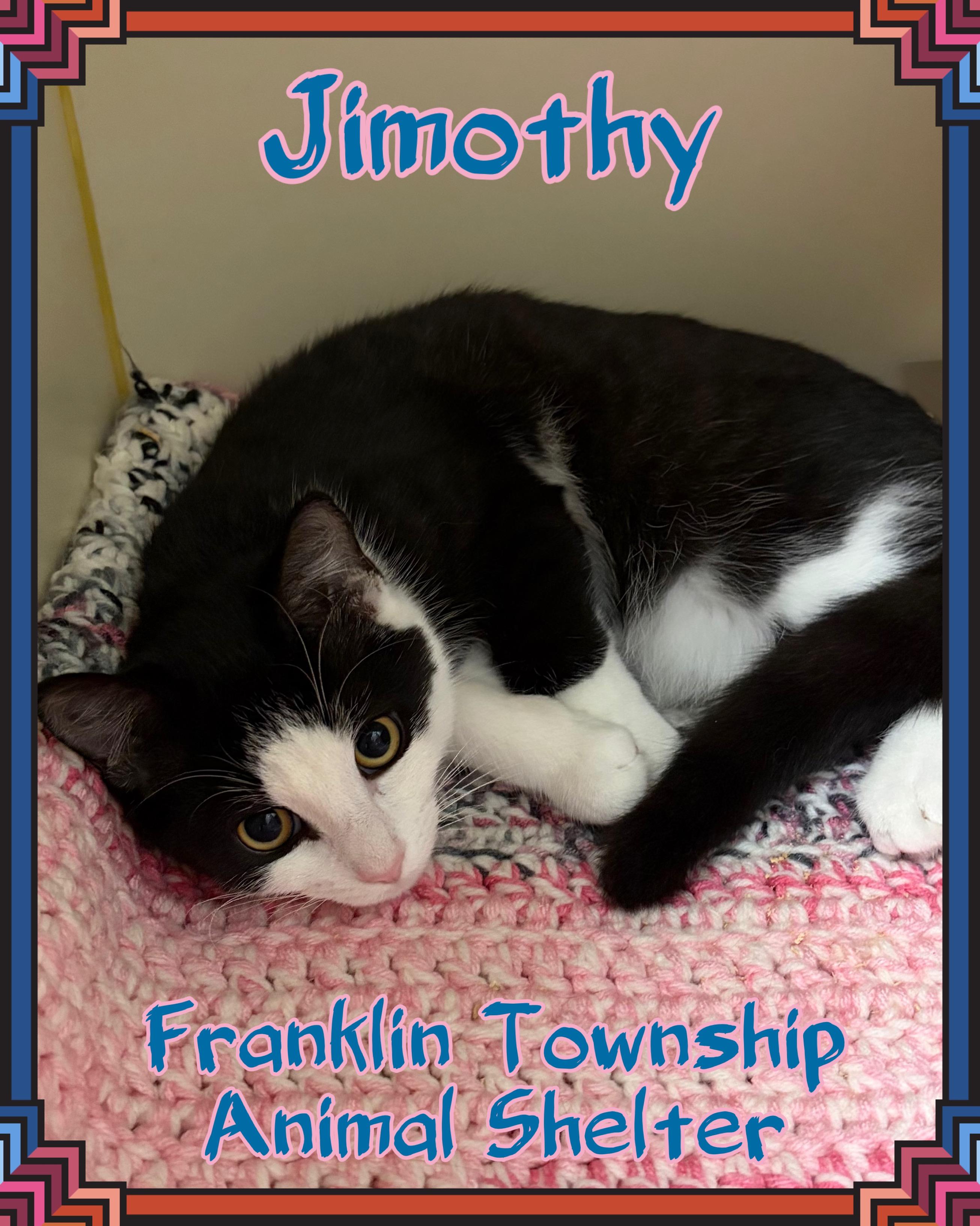 Enlarge Jimothy, a Adoptable Domestic Short Hair in Somerset, NJ image 1/1