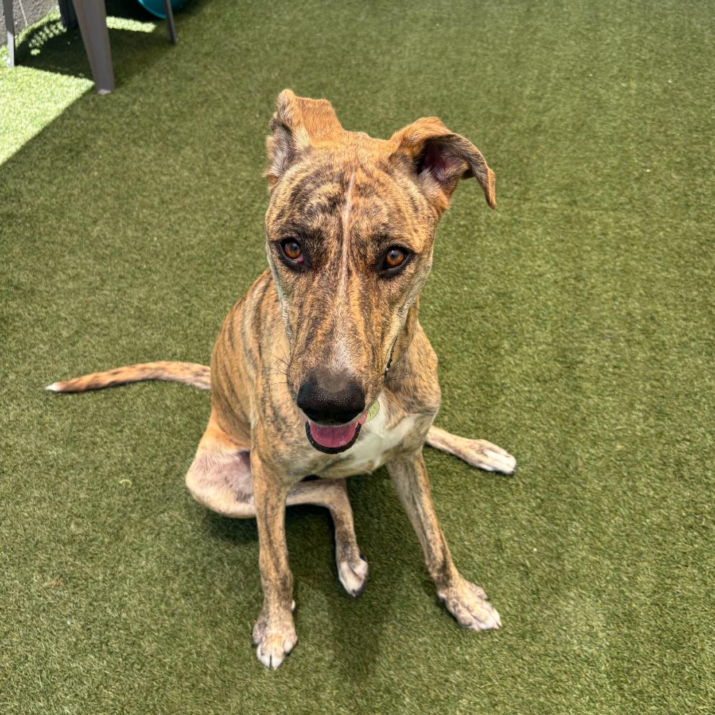 Enlarge Ripley (Cher), a Adoptable mixed breed in Los Angeles, CA image 1/2