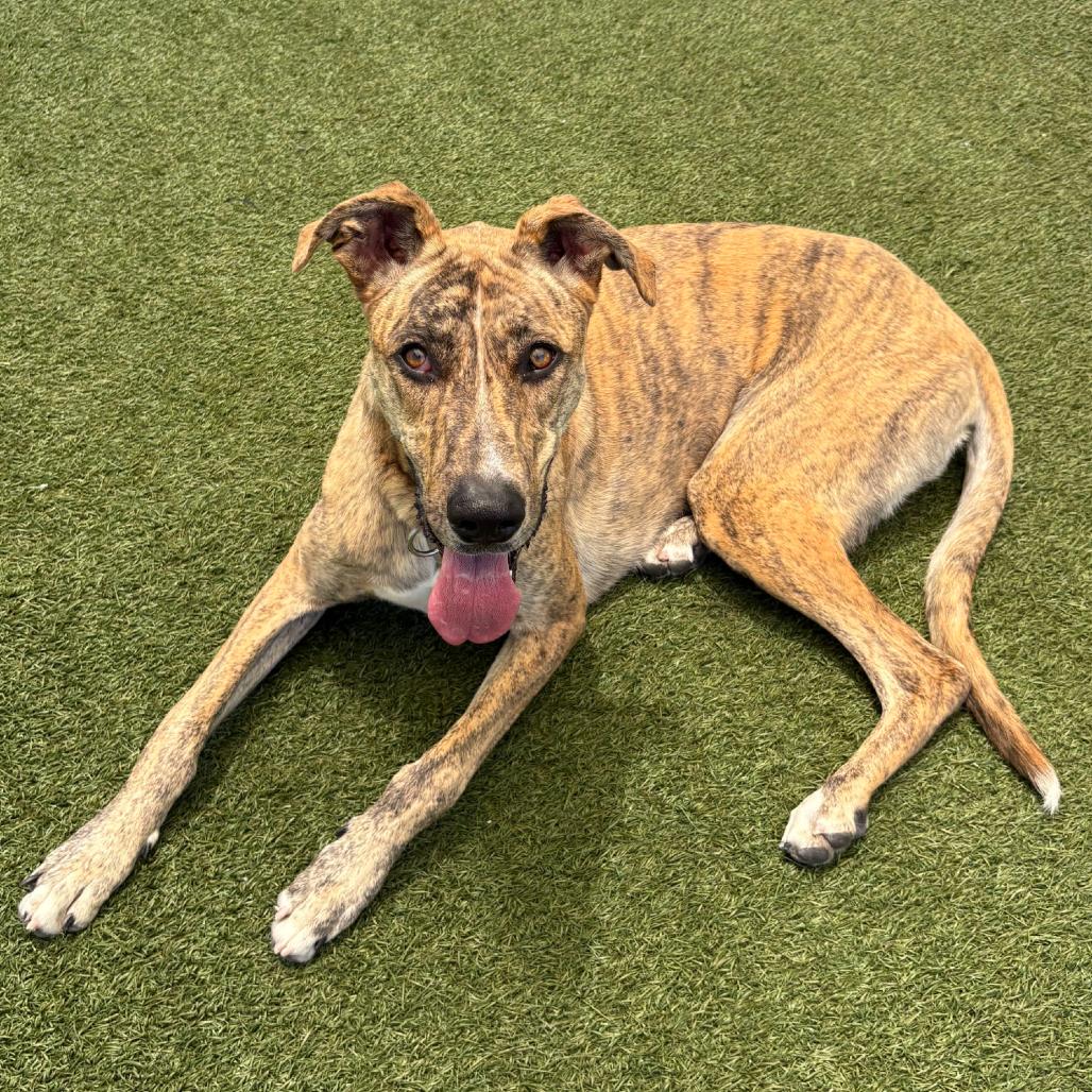 Enlarge Ripley (Cher), a Adoptable mixed breed in Los Angeles, CA image 2/2