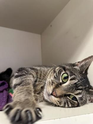 Frosty Ann, a Adoptable mixed breed in DeKalb, IL image 2/3