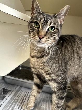 Frosty Ann, a Adoptable mixed breed in DeKalb, IL image 3/3