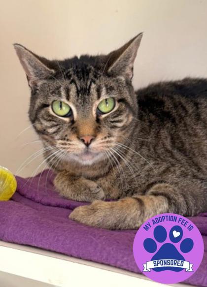 Frosty Ann, Adoptable, Senior Female Domestic Short Hair.