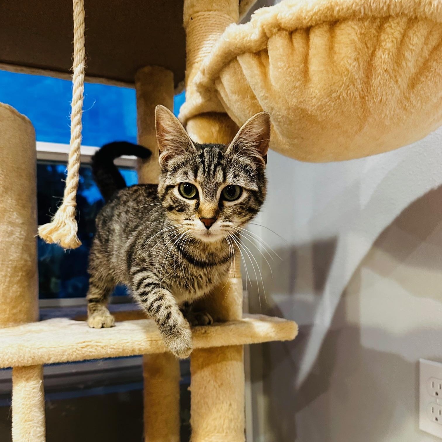 Enlarge Princess Tilly-ab, an adoptable mixed breed in Burlington, WA image 1/4