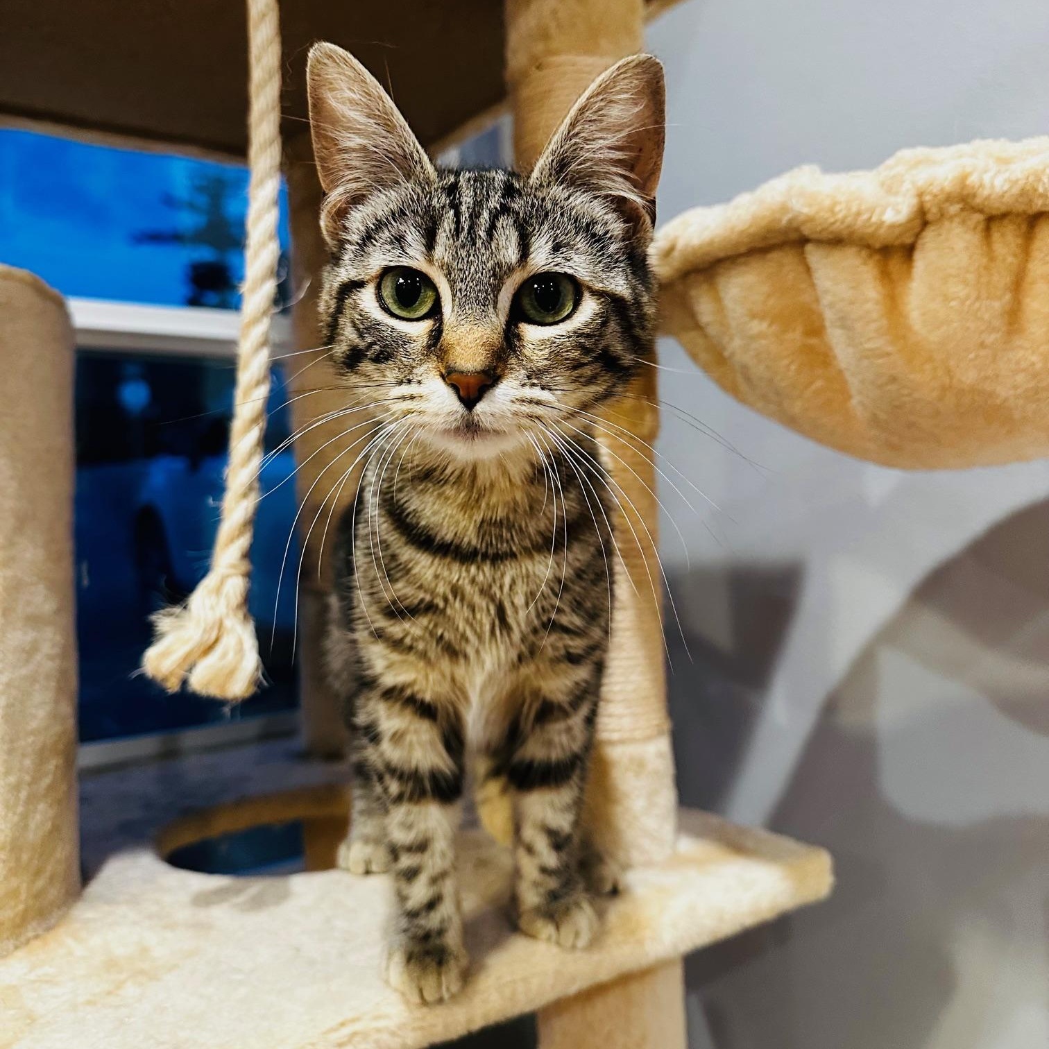 Enlarge Princess Tilly-ab, an adoptable mixed breed in Burlington, WA image 3/4