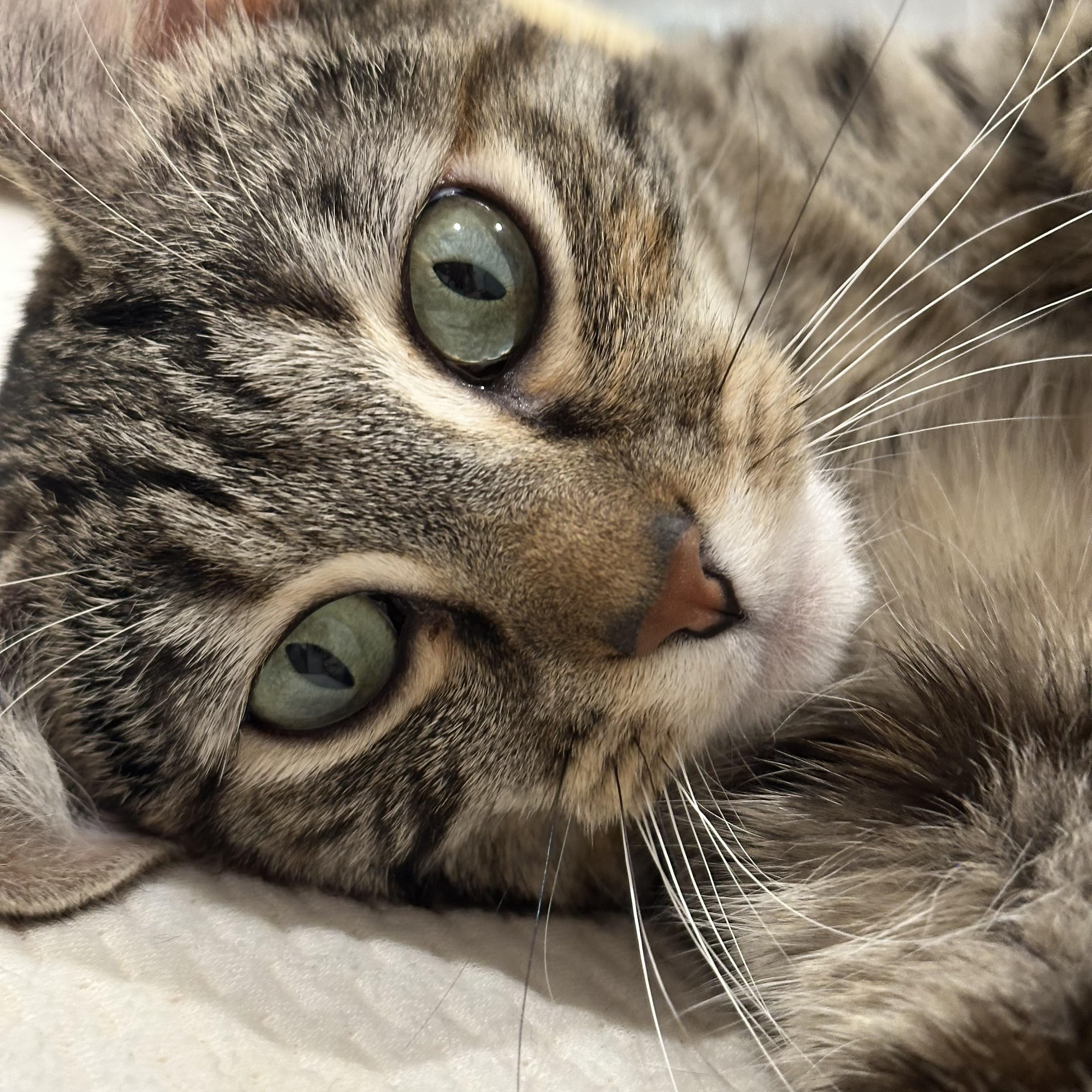 Enlarge Princess Tilly-ab, an adoptable mixed breed in Burlington, WA image 4/4