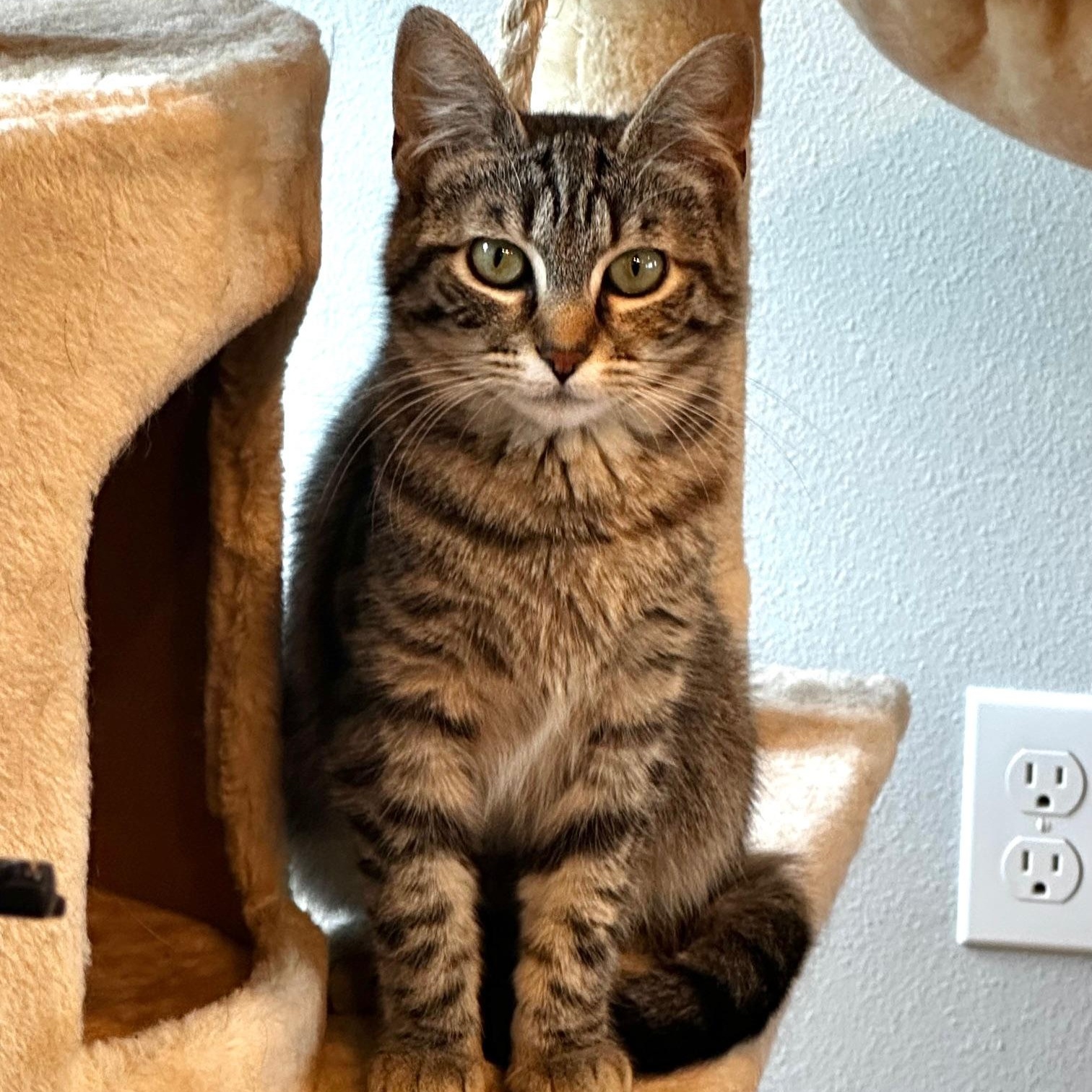 Enlarge Princess Tilly-ab, an adoptable mixed breed in Burlington, WA image 2/4