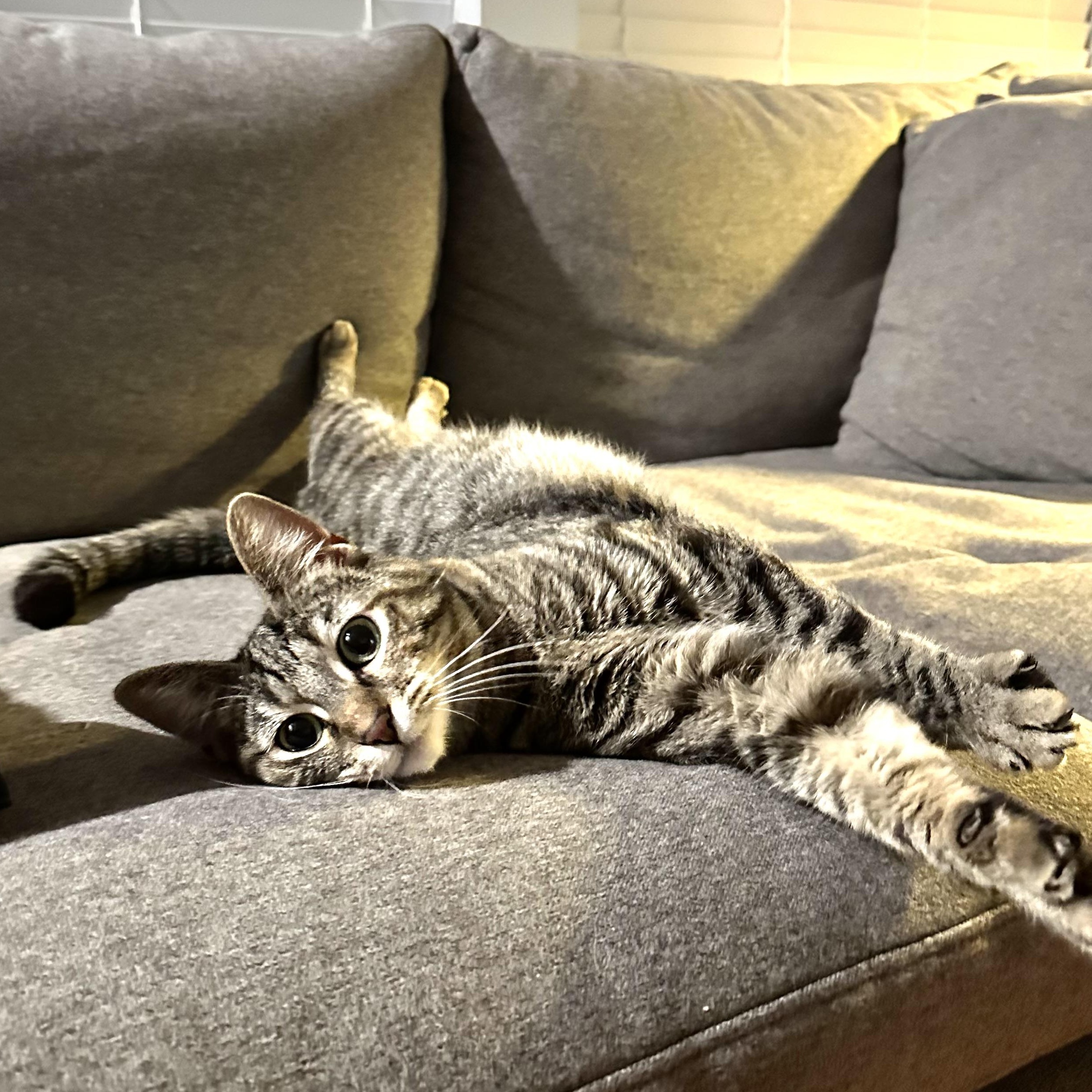 Princess Tilly-ab, adoptable, Young Female Domestic Short Hair & Tabby.