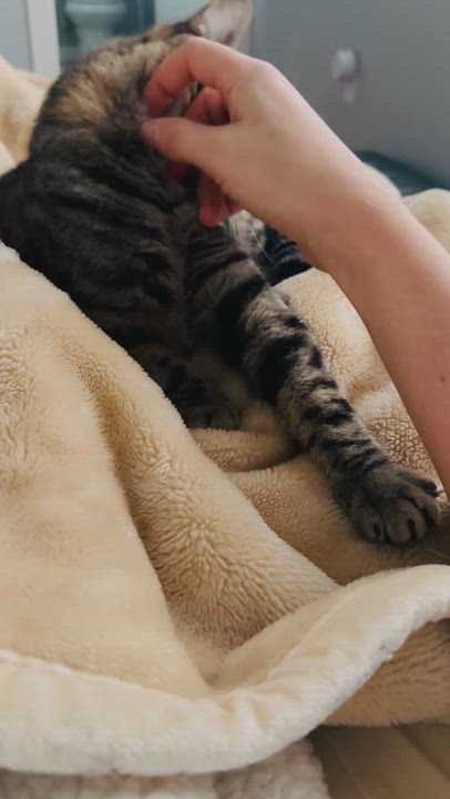 Enlarge Princess Tilly-ab, an adoptable mixed breed in Burlington, WA video 2/5