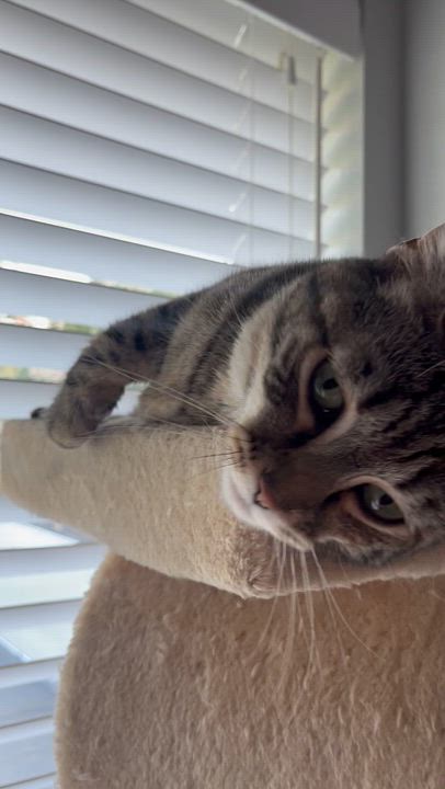 Enlarge Princess Tilly-ab, an adoptable mixed breed in Burlington, WA video 5/5