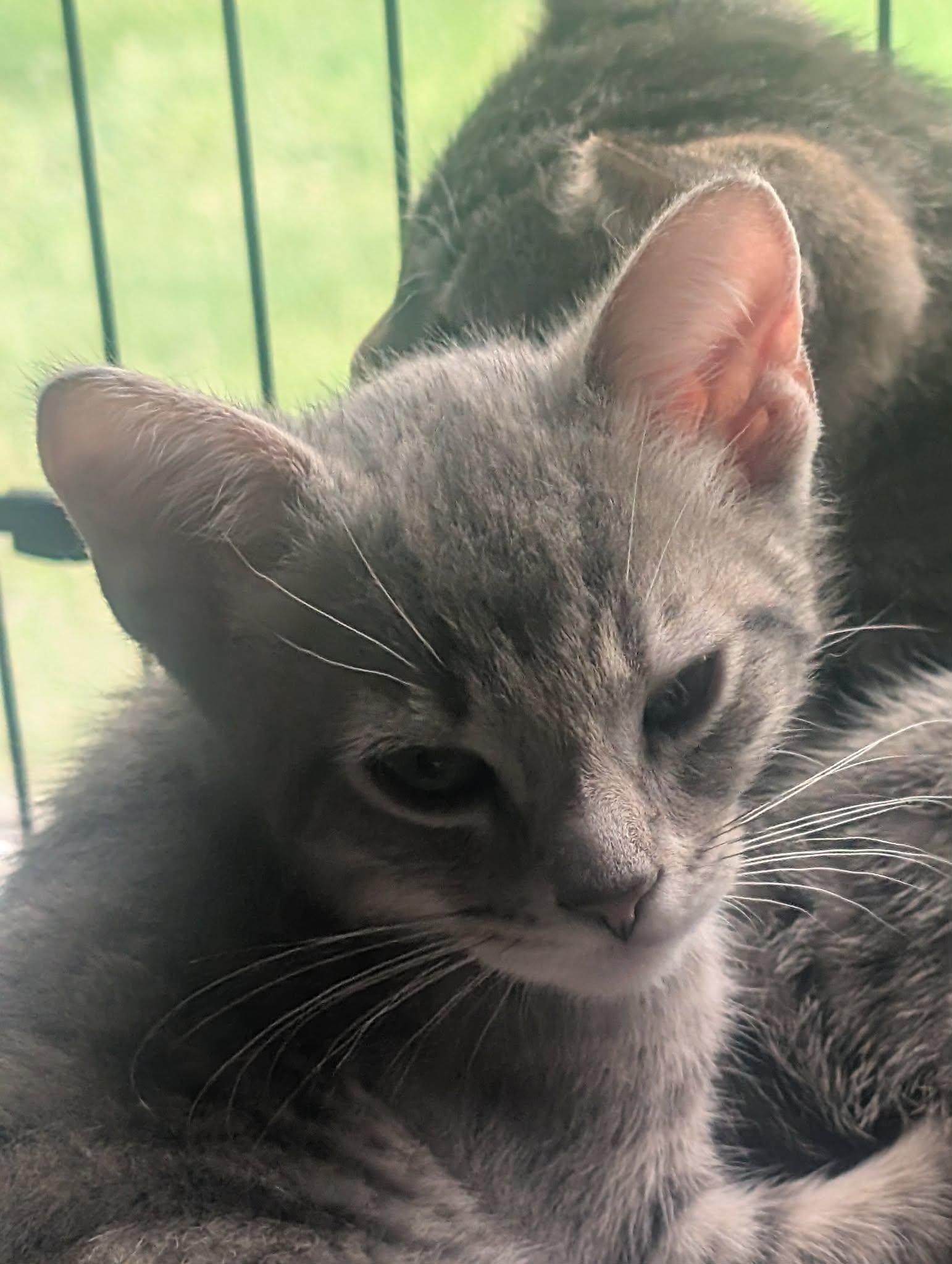 Enlarge Ozzy, an adopted Domestic Short Hair in fennville, MI image 1/1