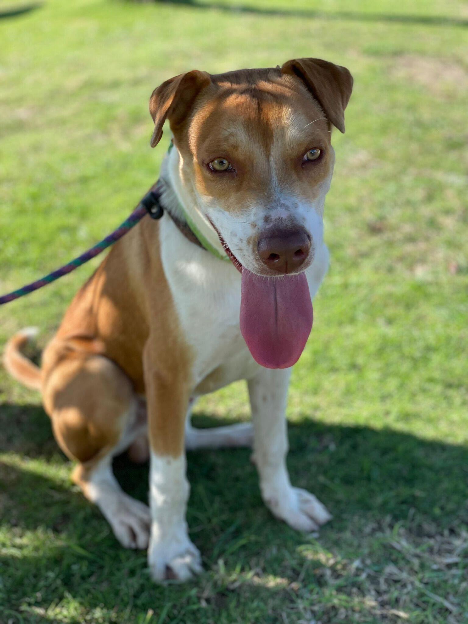 Lobi, a ADOPTABLE mixed breed in Toronto, ON image 5/6