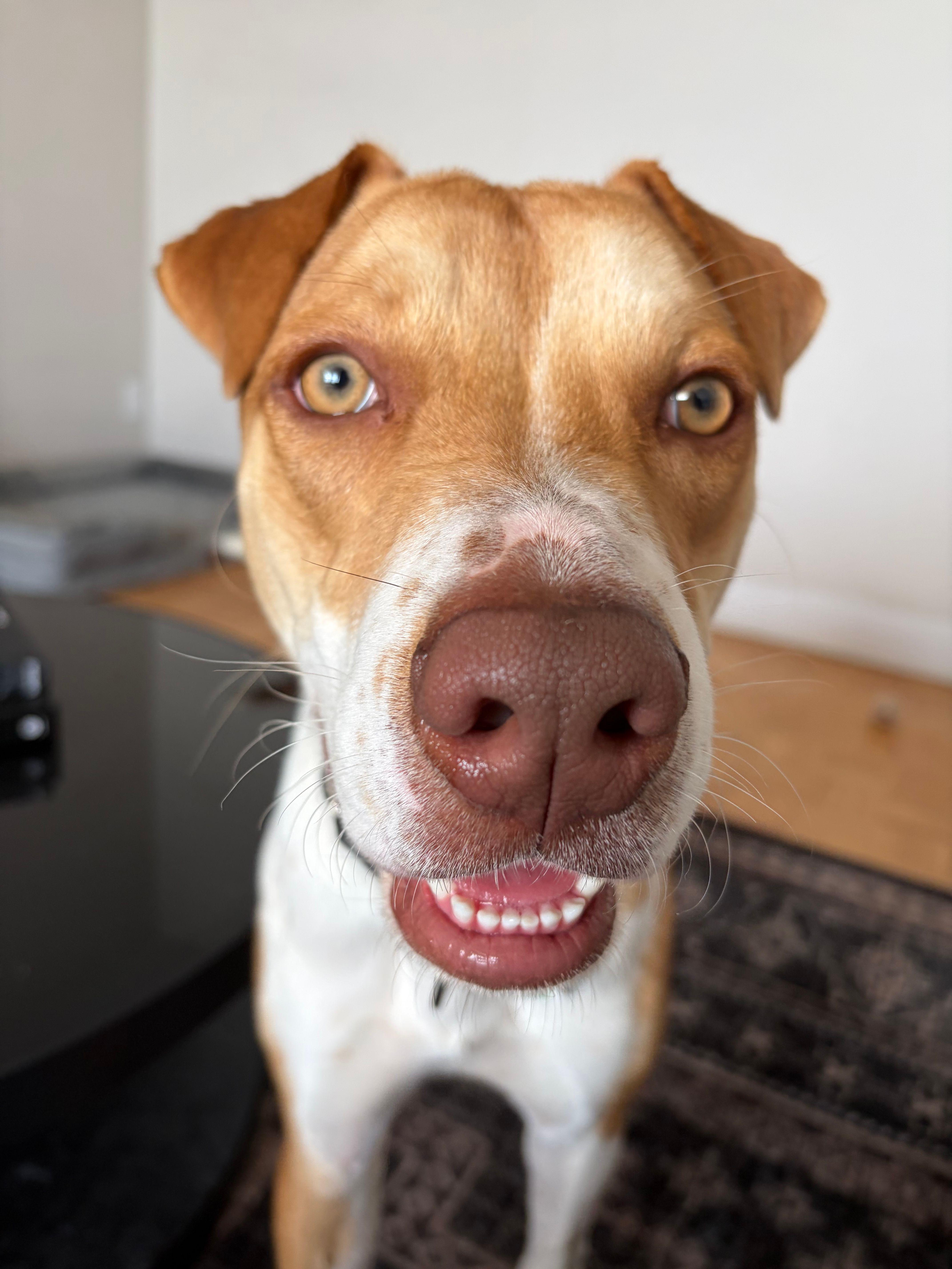 Lobi, a ADOPTABLE mixed breed in Toronto, ON image 3/6