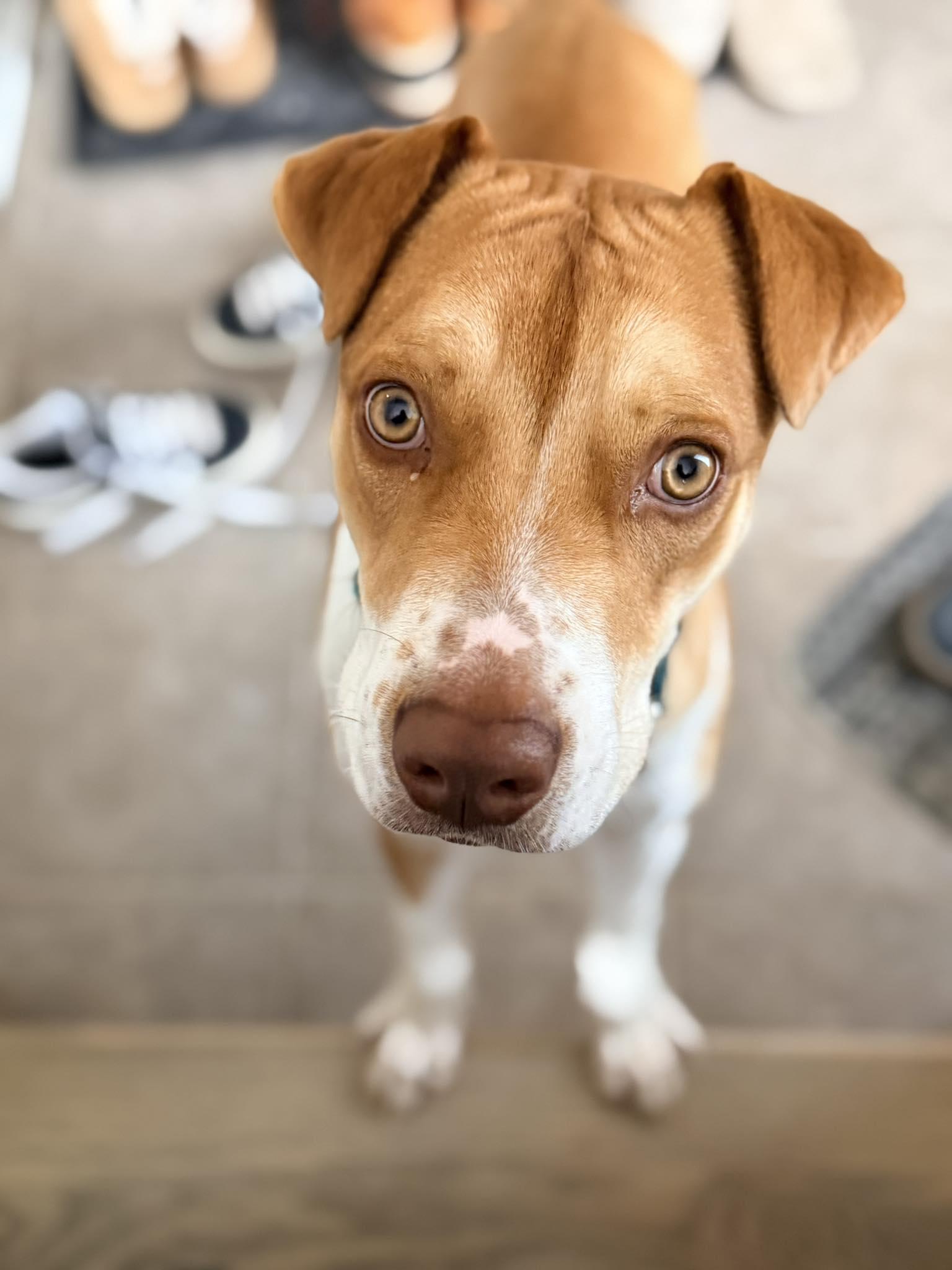 Lobi, ADOPTABLE, Young Male Yellow Labrador Retriever.