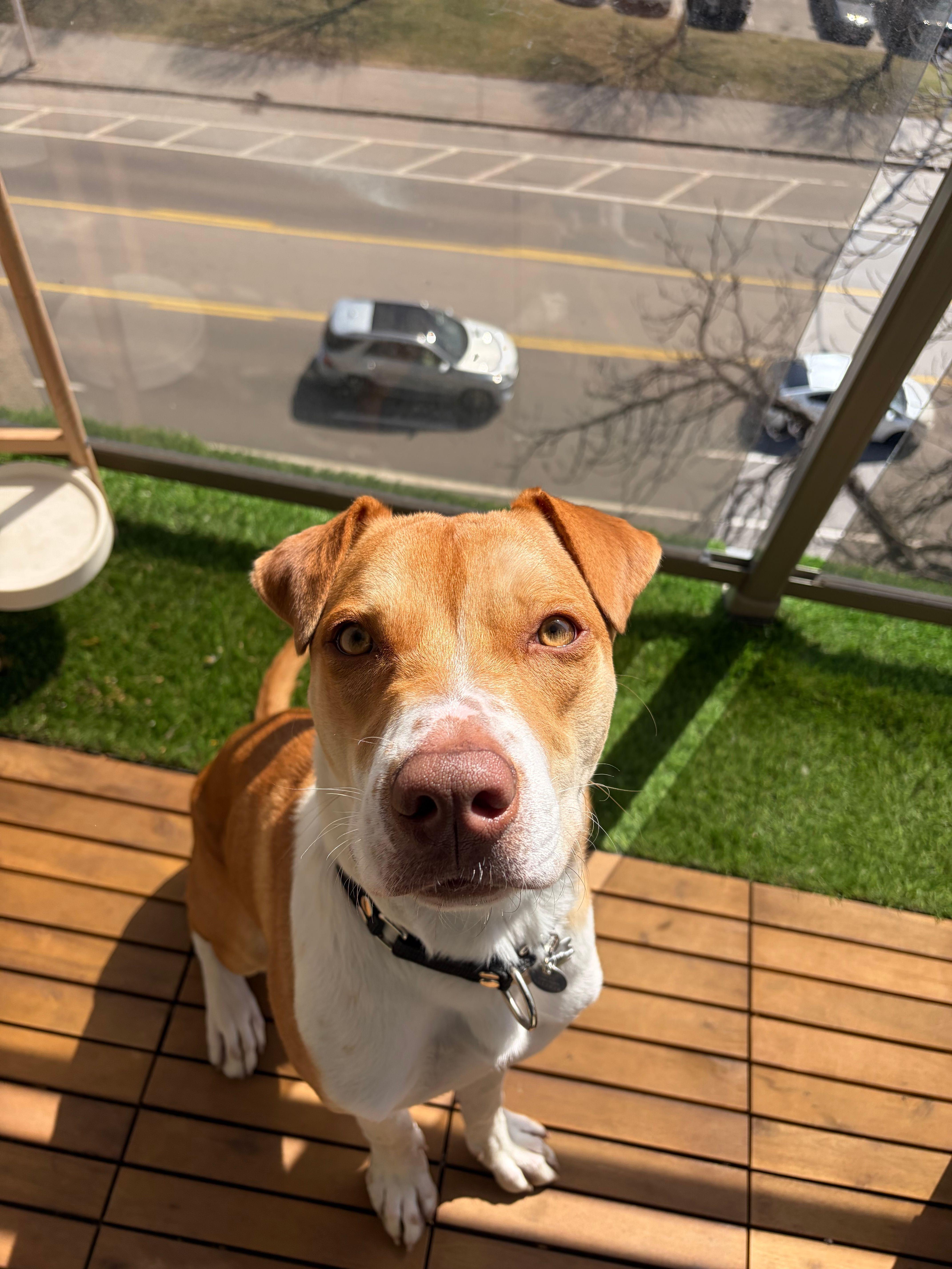 Lobi, a ADOPTABLE mixed breed in Toronto, ON image 2/6