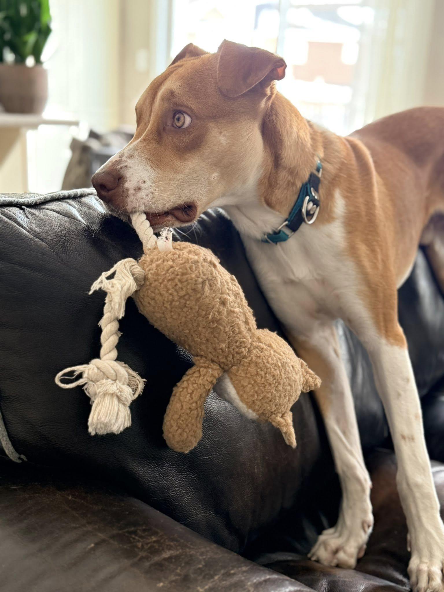 Lobi, a ADOPTABLE mixed breed in Toronto, ON image 6/6