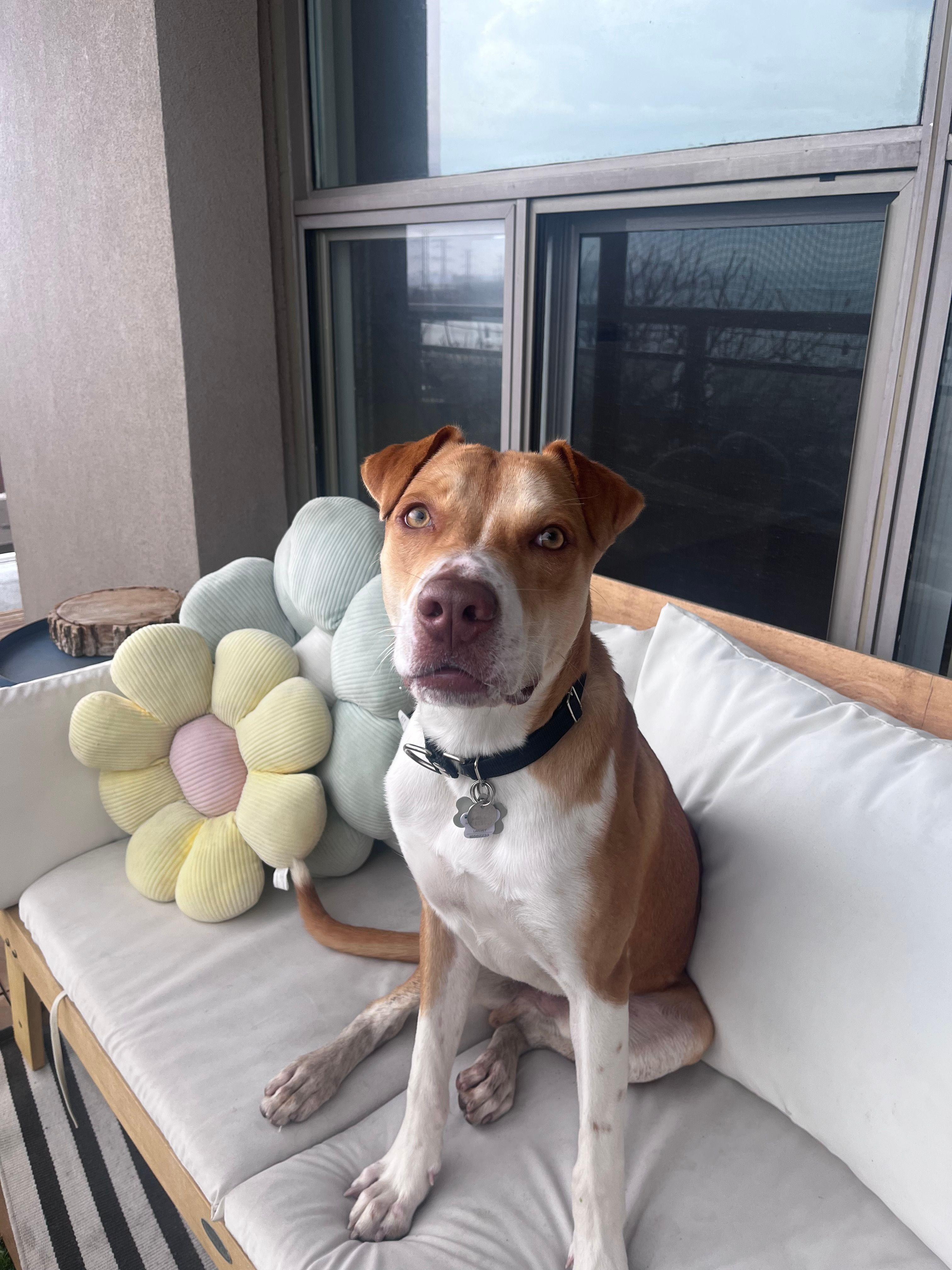 Lobi, a ADOPTABLE mixed breed in Toronto, ON image 1/6