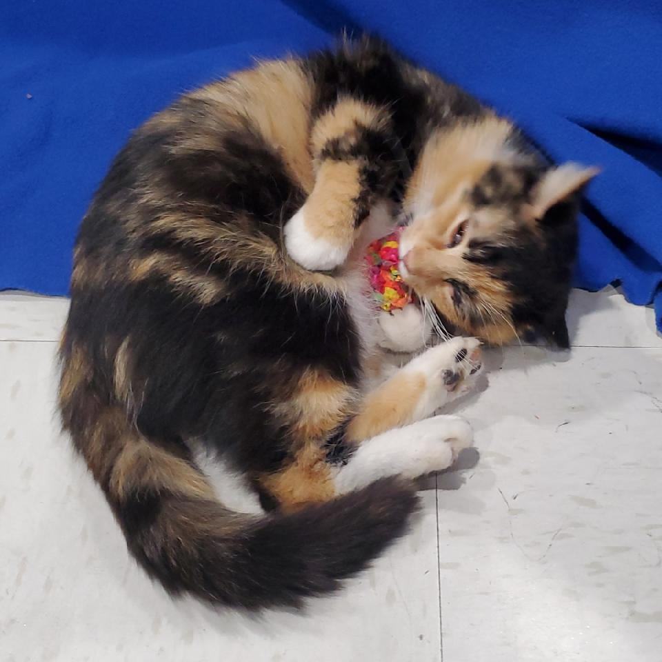 Peaches 3