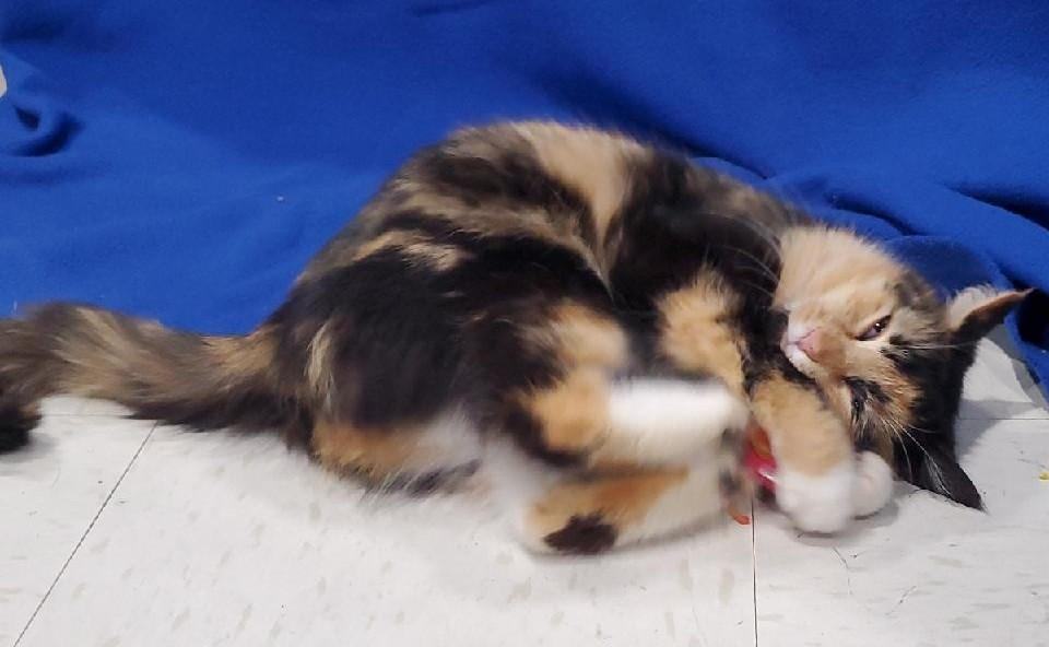 Peaches 4