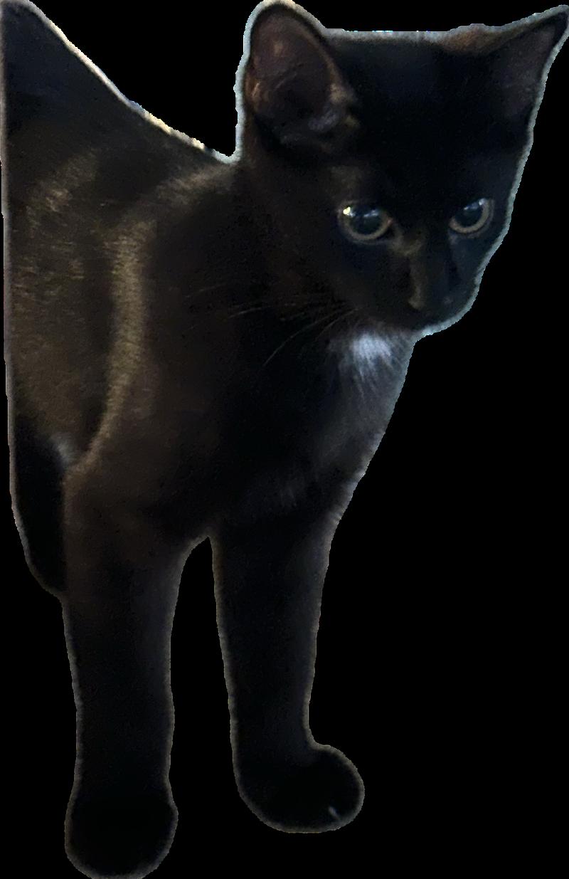 Denim, Adoptable, Young Male Domestic Short Hair.