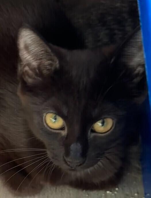 Denim, a Adoptable Domestic Short Hair in Adrian, MI image 2/2