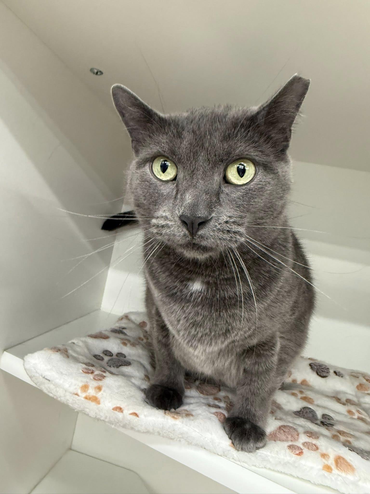 Elfin, Adoptable, Young Female Domestic Short Hair.