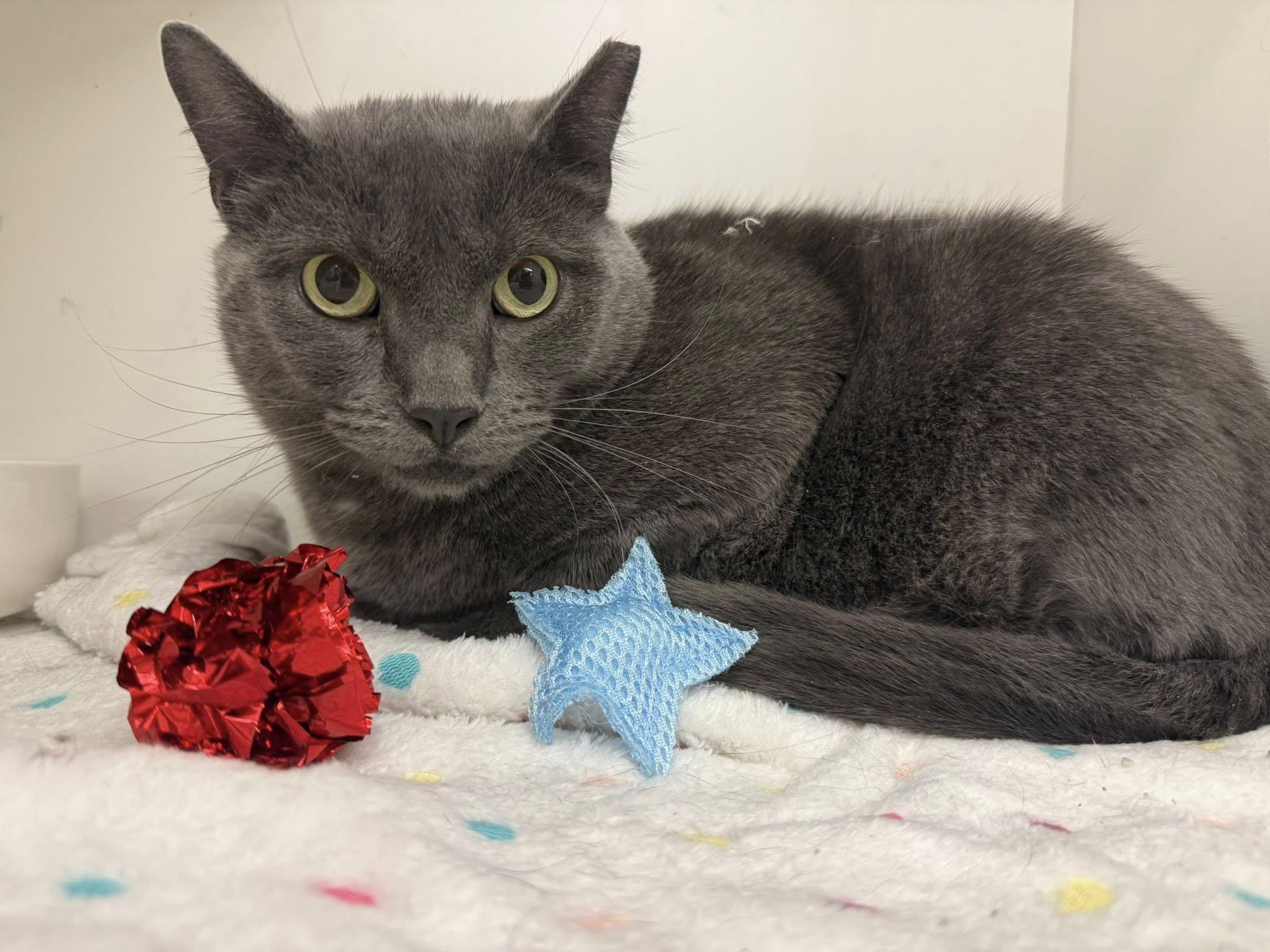 Enlarge Elfin, a Adoptable Domestic Short Hair in Cleveland, OH image 3/6