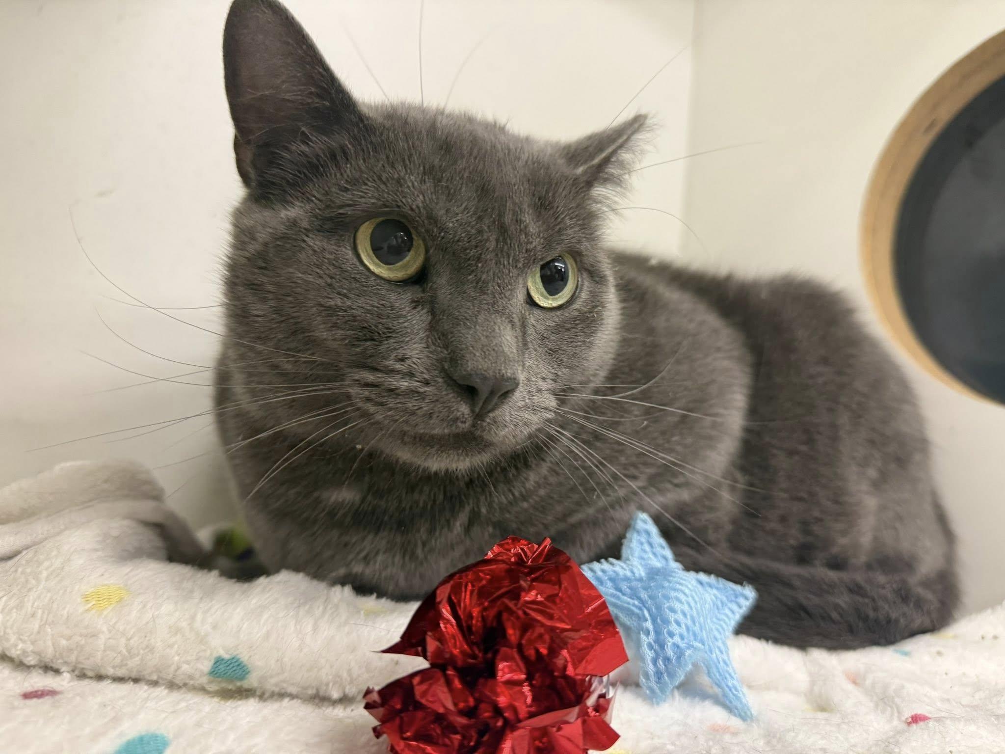 Enlarge Elfin, a Adoptable Domestic Short Hair in Cleveland, OH image 5/6