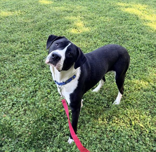 Eclipse, Adoptable, Young Female American Staffordshire Terrier.