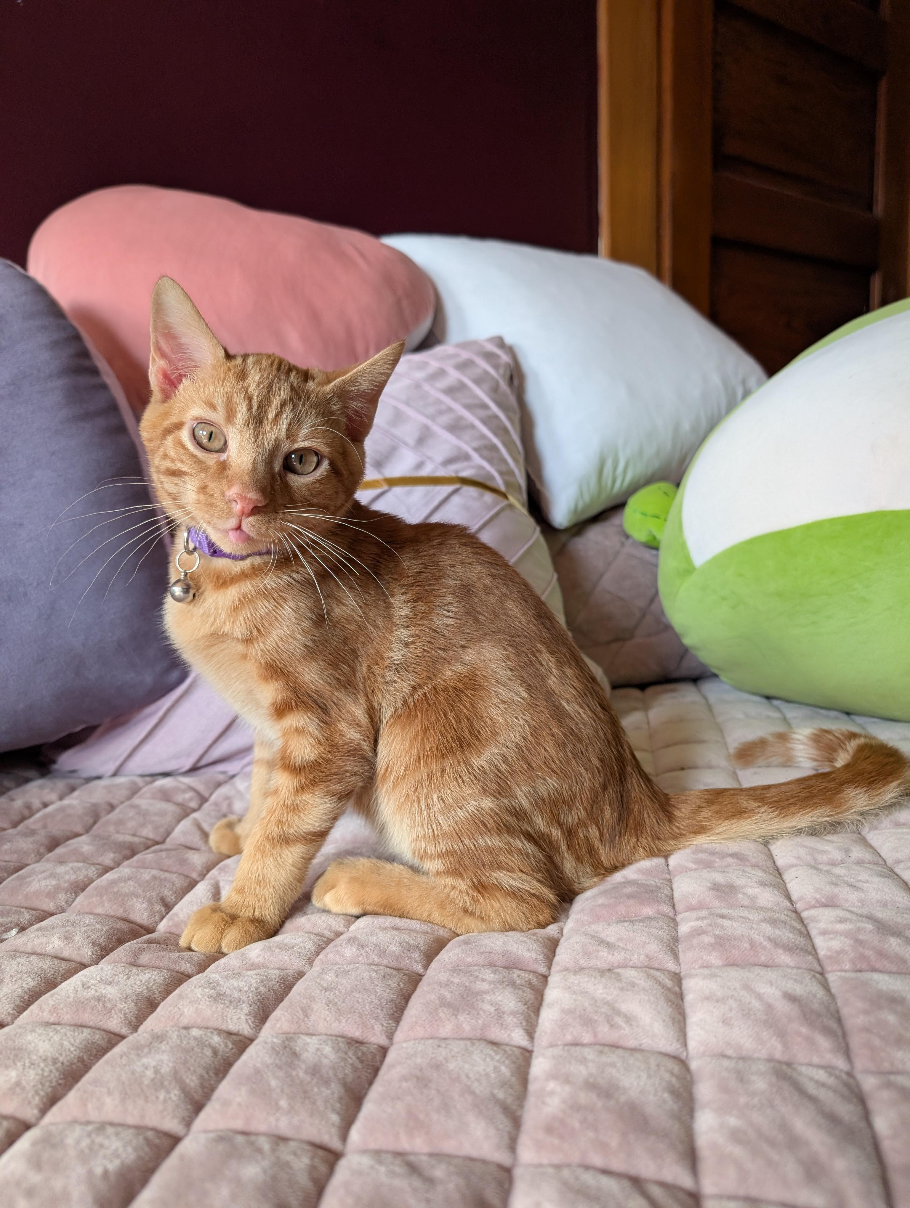 Cheddar
