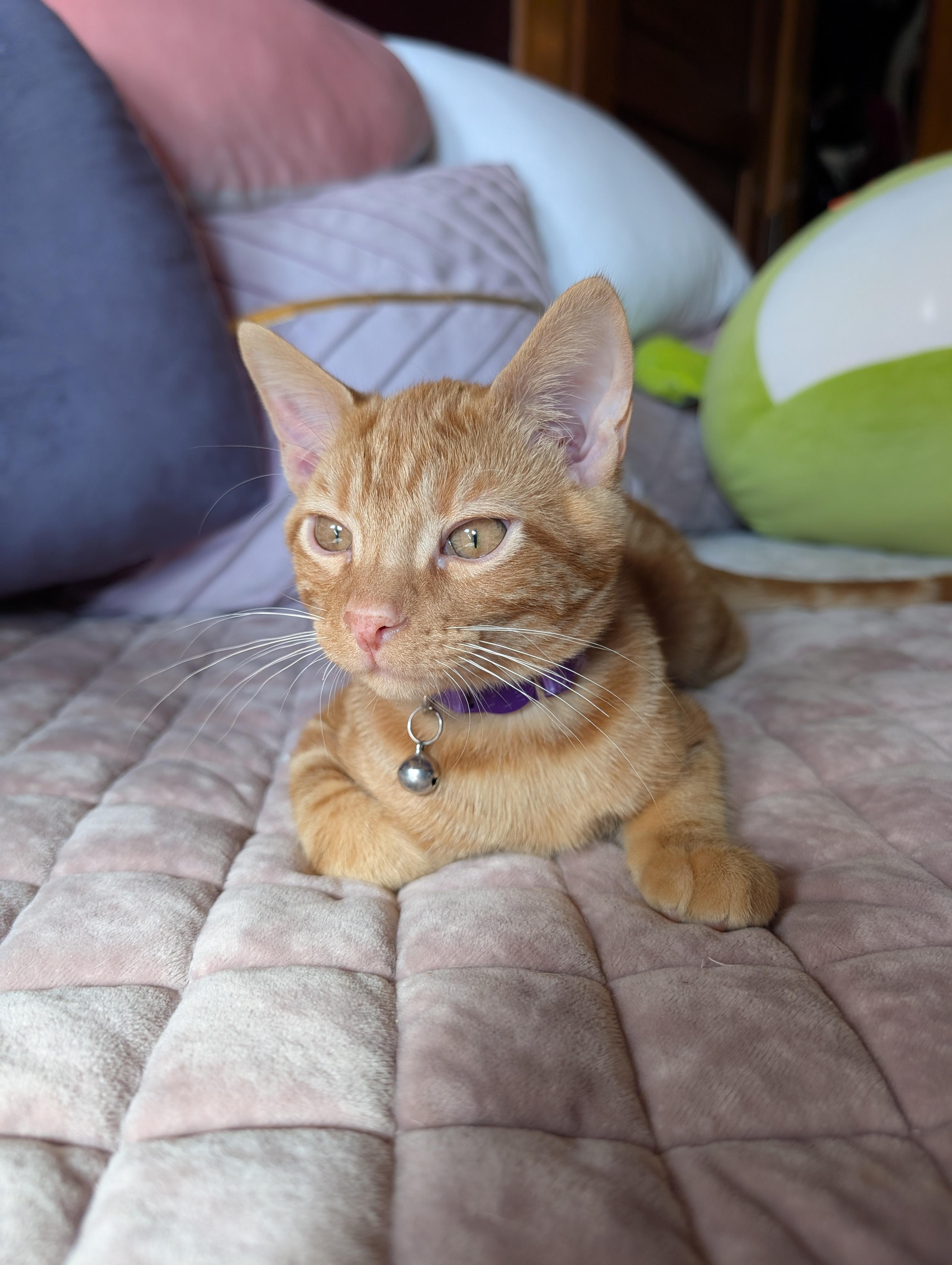 Cheddar