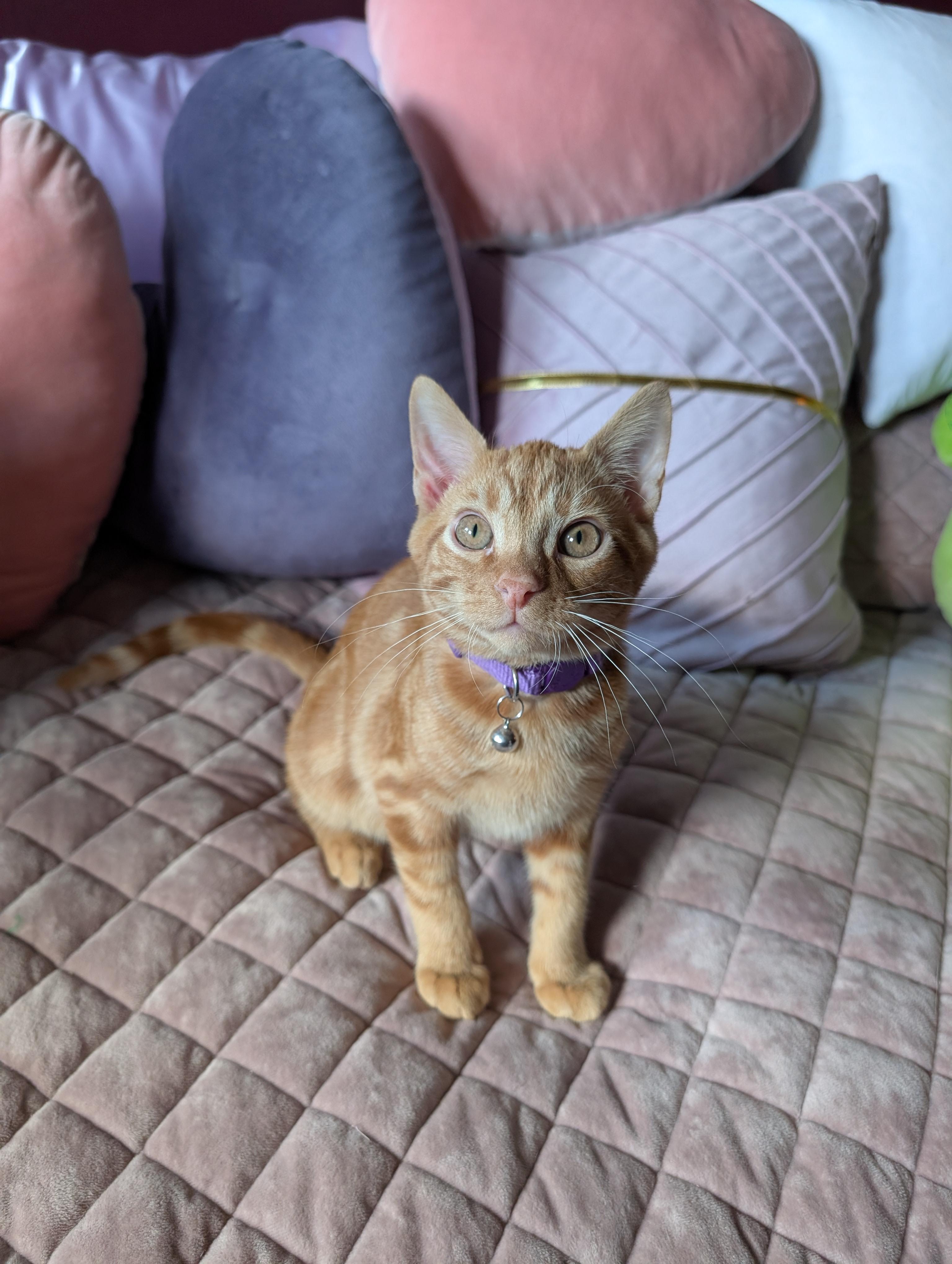 Cheddar