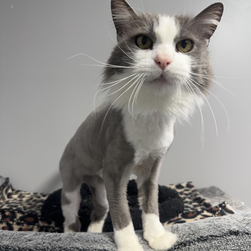 Enlarge Halo, an adoptable Domestic Long Hair in Kansas City, KS image 1/1