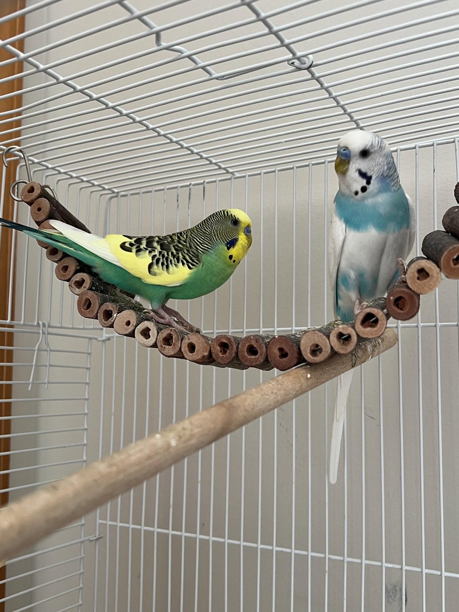 Enlarge Jack Frost & Cado, a Adopted Budgie / Budgerigar in Belford, NJ image 1/3