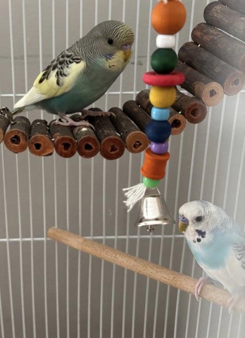 Enlarge Jack Frost & Cado, a Adopted Budgie / Budgerigar in Belford, NJ image 2/3