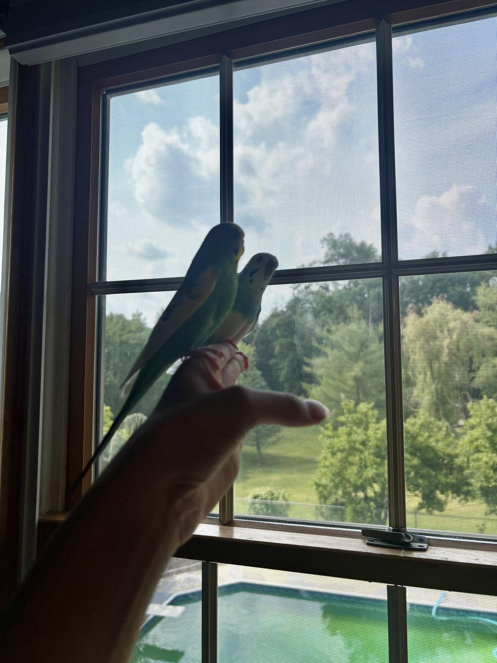 Enlarge Jack Frost & Cado, a Adopted Budgie / Budgerigar in Belford, NJ image 3/3