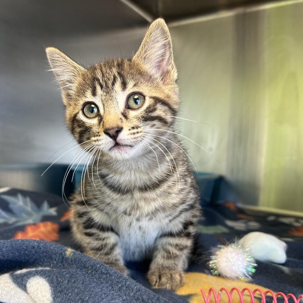 Enlarge Cole, a Adoptable Domestic Short Hair in Emporia, KS image 1/1